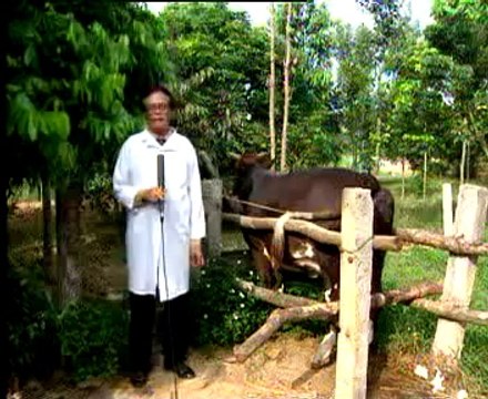 ChĂm sÓc bÒ sỮa giai ĐoẠn sinh sẢn - nghenong.com