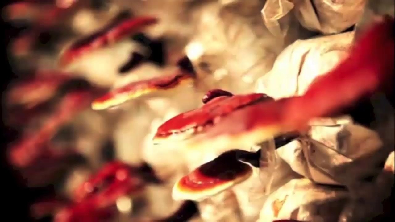 Dxn y EL GANODERMA