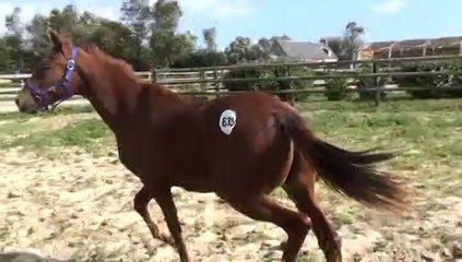 DANSEUSE DE KACY AU PADDOCK