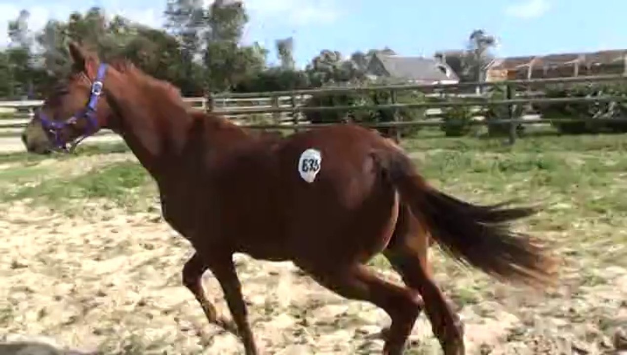 DANSEUSE DE KACY AU PADDOCK