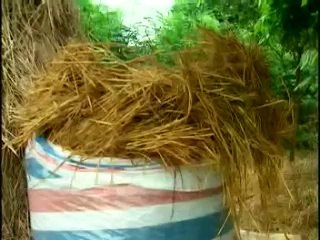 ChẾ biẾn rƠm lÀm thỨc Ăn cho bÒ - nghenong.com