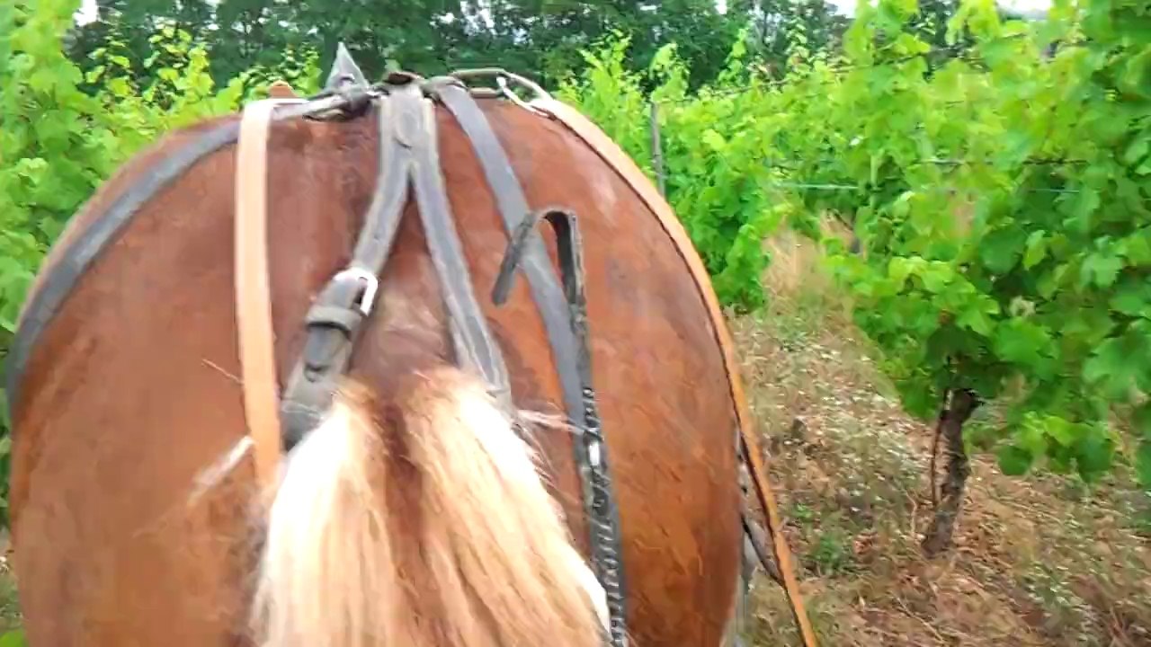 Skippy et la poudreuse juin 2014