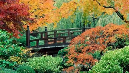 Nhìn Những Mùa Thu Đi - SAXOPHONE Various Artists (HD)