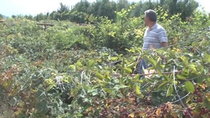 Mutasyon Islahı Böğürtlenin Verimi ve Kalitesini Artırdı