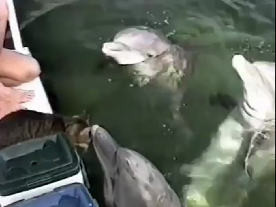 They both love it. Dolphin & Cat.