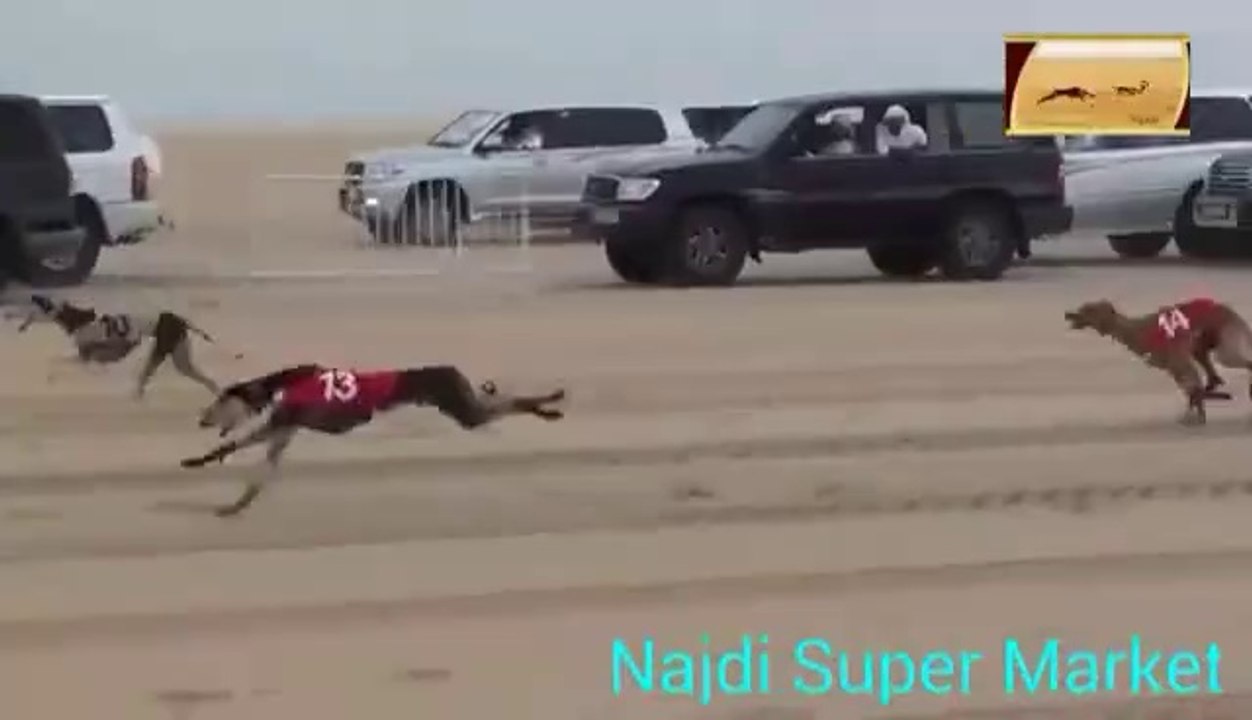 Dog Race >> shoaib khan 03005383031
