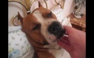Hilarious Pittbull sleeping in a bed and snoring! A real guy!