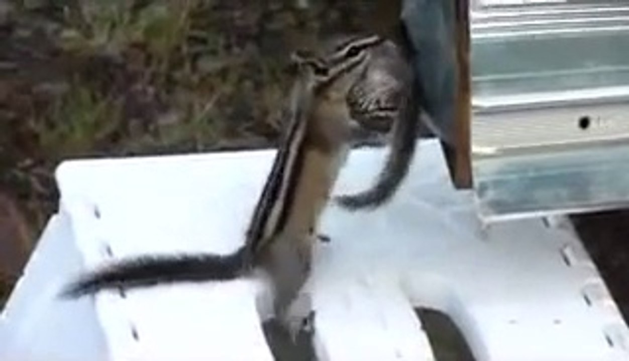 Maman écureuil met son petit au dodo!