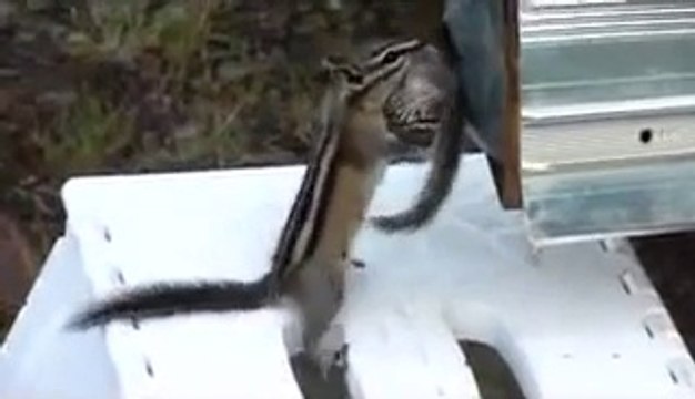 Maman écureuil met son petit au dodo!