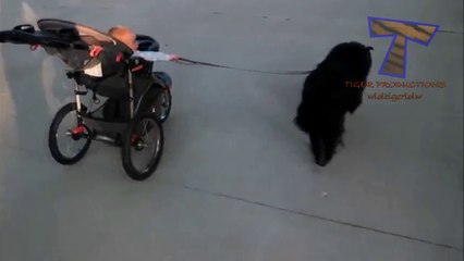 Des bébés promènent des chiens et vice et versa!