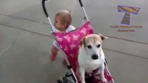 Babies and dogs take each other for a walk - Hilarious compilation