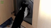 Hilarious Cats vs Washing Machines - Pet Compilation 2014
