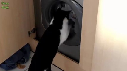 Download Video: Hilarious Cats vs Washing Machines - Pet Compilation 2014