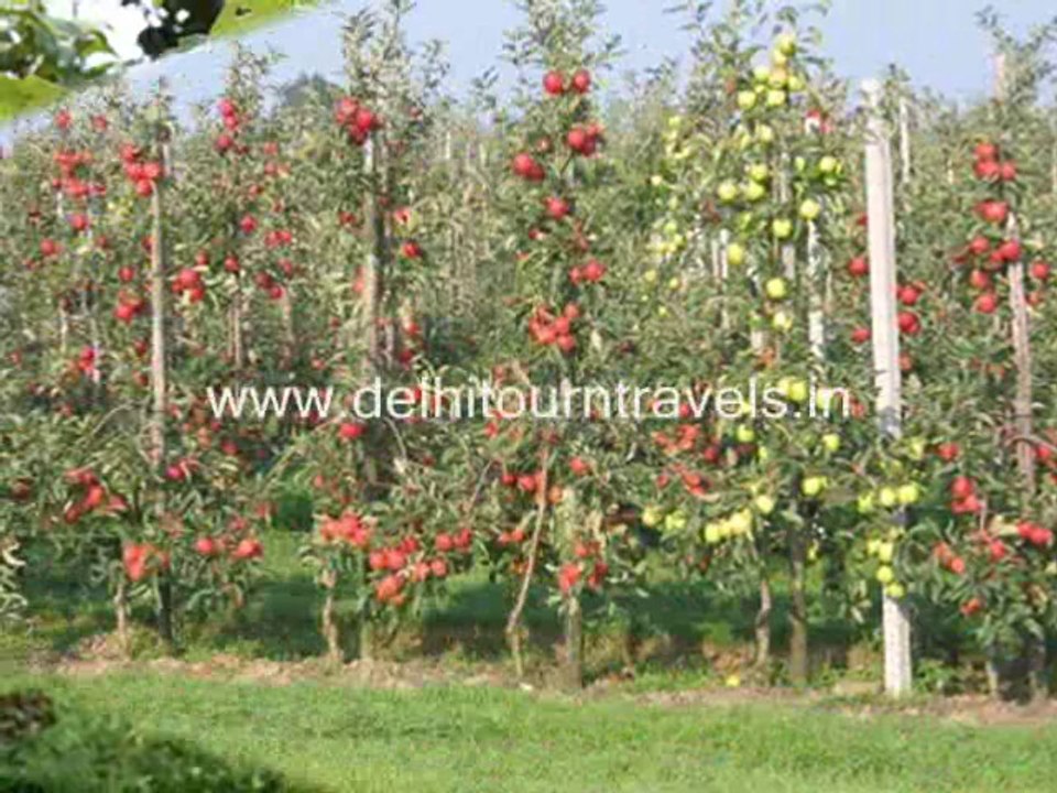 Cheap Holidays & Honeymoon Tour Package in Shimla Manali by delhitourntravels.in
