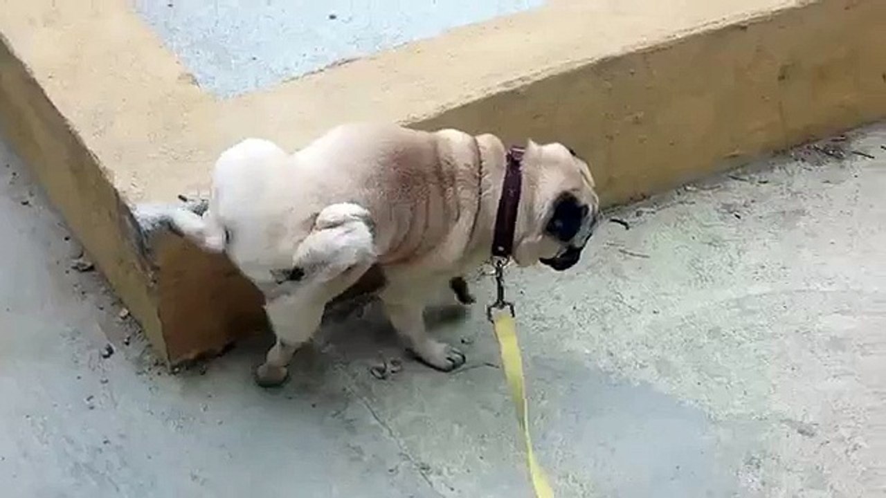 Frankie the pug walking on his front legs!