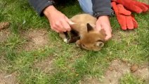 If These Guys Hadn’t Come Along This Baby Fox Would Be Dead & You Won’t Believe Why!
