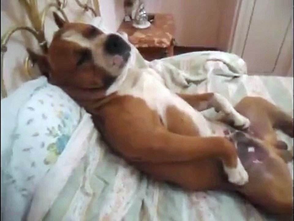 Un chien dort comme un humain ! Cute !