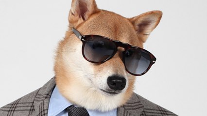 Chic Shiba: Pet Pooch Models Designer Fashion