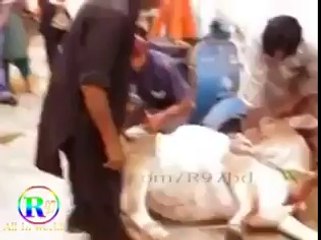 Dont Make The Animals Angry