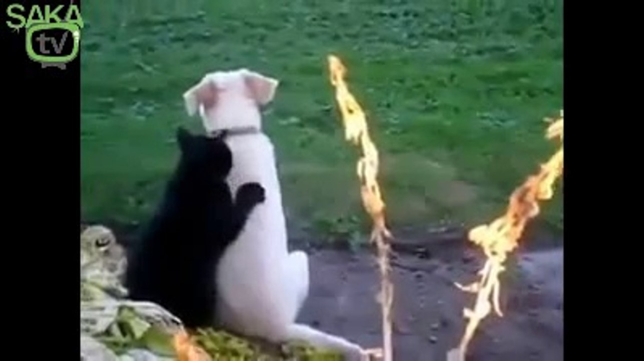 Köpeğe Masaj Yapan Kedi