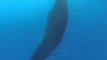 Up-Close Caribbean Encounter With a Sleeping Humpback Whale