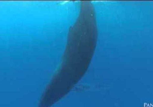 Up-Close Caribbean Encounter With a Sleeping Humpback Whale
