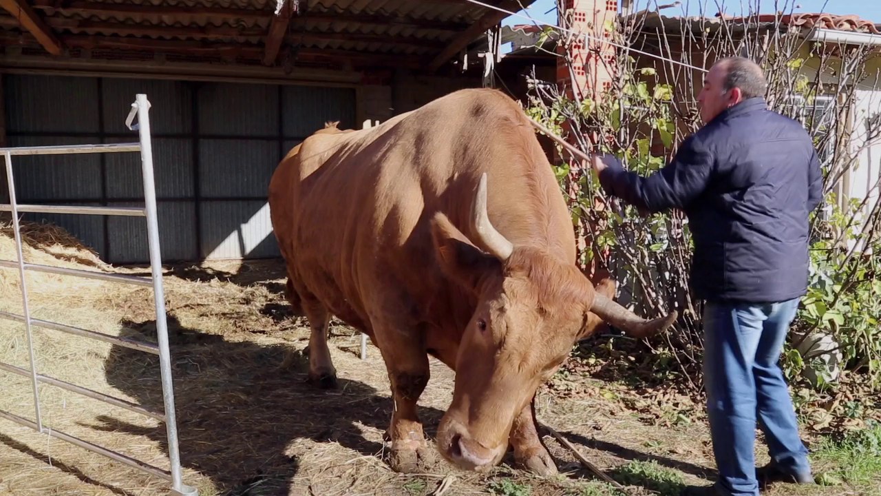 Bande-annonce : Steak (R)évolution de Franck Ribière