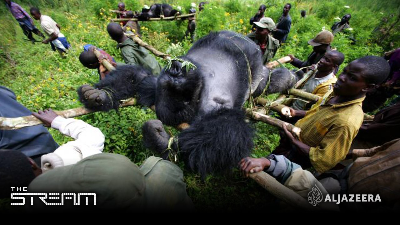 The Stream - A world without wildlife?