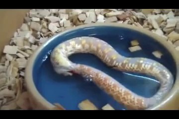 Kendi Kendini Yemeye Çalışan Yılan