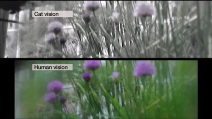 Comment voit un chat