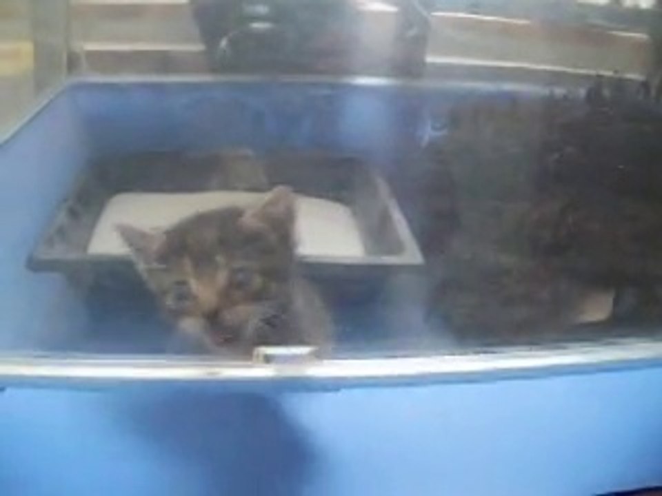 bébé chat