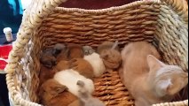 Kitten Hops In Basket Full Of Baby Bunnies