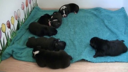 15ème vidéo de la 17ème portée de Staffordland