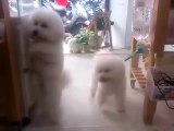 Des chiens dansent sur du DISCO (bichons)