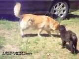 Des chiens séparent 2 chats qui se battent