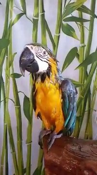 Shaking the water off in slow mo