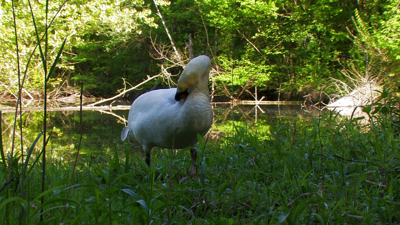 Cygne tuberculé.Visionner en HD 1080.