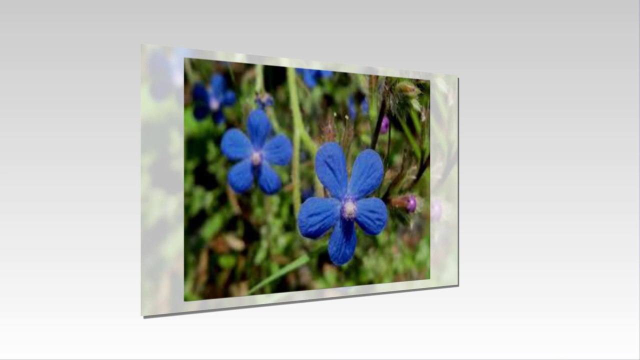 flor de lino 2