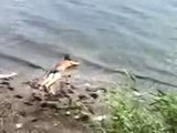 Drunk Russian guy dives into a lake (or on its shore…)
