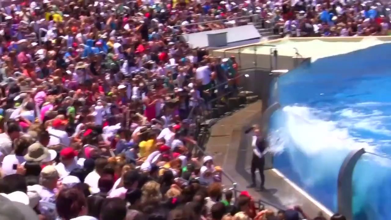 Dolphin show Cute Amazing Was wonderful!