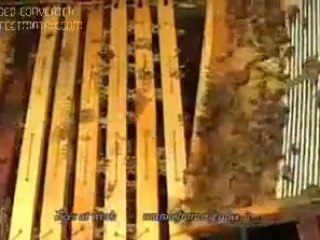 ana arının kafese tutulması