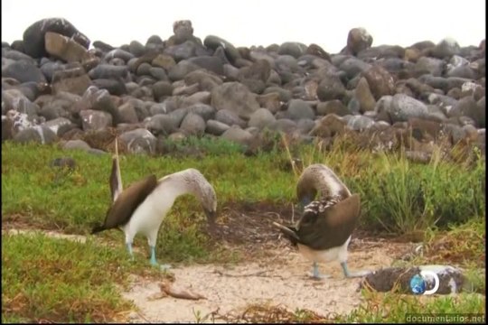 Ilhas indômitas - Galápagos