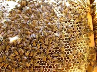 arı ne güzel bal yapmış