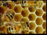 Arı Ve Arıcılık Hizmetleri'nin Videoları ARILARIN SIRRI