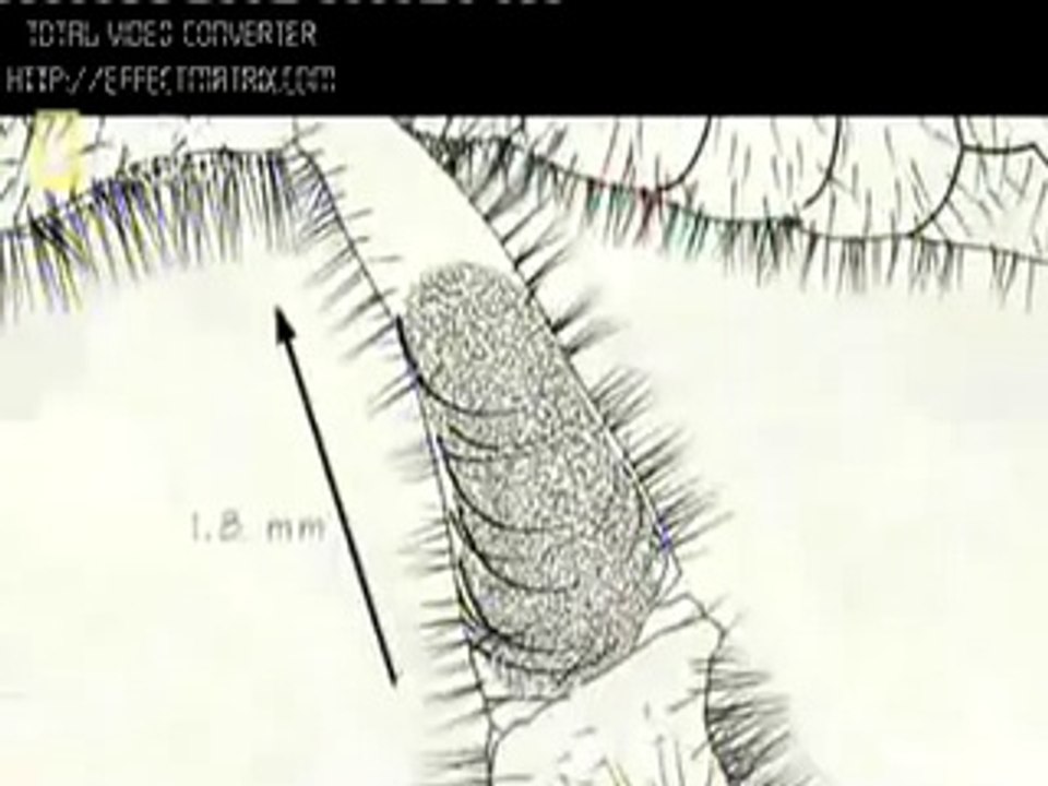 Arı Ve Arıcılık Hizmetleri'nin Videoları BAL ARILARININ MUHTEŞEM TASARIMLARI