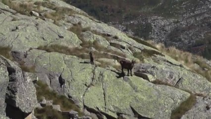 A cabra equilibrista