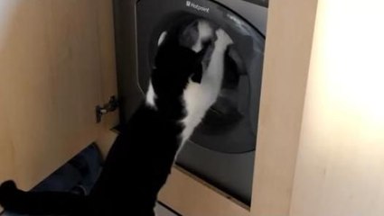 Funny Cats vs Washing Machines