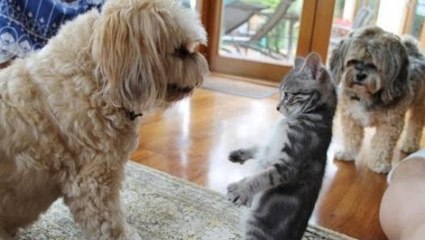 Dogs Meeting Kittens for the First Time Videos