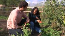 TV3 - Karakia - Planta contra la malària (vídeo extra)