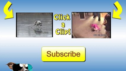Cat Opens Door